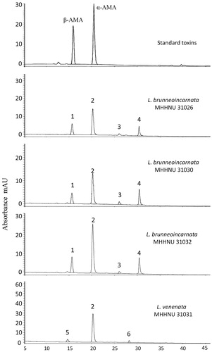 Figure 3. HPLC profiles of cyclopeptide toxins extracted from L. brunneoincarnata and L. venenata.