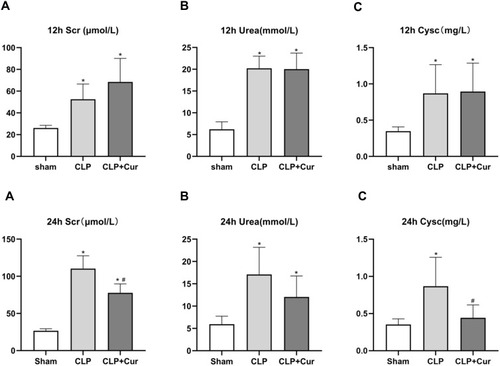 Figure 2 Effects of curcumin on serum Scr (a or A), Urea (b or B) and CysC (c or C) levels at 12h and 24h after CLP. At 12h and 24h after CLP, serum levels of Scr, Urea, and CysC were increased compared with the sham group. At 24h after CLP, curcumin significantly reduced serum levels of Scr and CysC. *P < 0.05 compared with sham; #P < 0.05 compared with CLP (n = 8 per group).