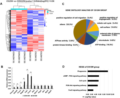 Figure 3 Hierarchical clustering, Go Ontology, KEGG pathway analysis, and real-time PCR verification of rat diaphragms muscle from CON12W and CS12W. (A) Hierarchical clustering revealed that gene expression profiles were separated based on 12W of CS exposure. (B) Real-time PCR verification of six differential genes and two non-differential genes, confirming the results of the mRNA levels of genes of interest revealed by microarray. Data presented as mean±SD, *P<0.05 and **P<0.01 vs control group; n=6 per group. (C) Gene Ontology analysis showed the mostly affected biological process, cellular component, and molecular function. The most significant enrichment GO terms in CS12W were positive regulation of cell migration, positive regulation of angiogenesis, and mitotic cell cycle in biological process, cell surface, external side of plasma membrane, and microtubule in cellular components, ATP binding, protein kinase binding, and ATPase activity in molecular functions. (D) KEGG pathway analysis demonstrated that several pathways were regulated by CS exposure. The top 20 pathways of enrichment analysis KEGG differential genes in CS12W group included phagosome (eight up-regulated and 18 down-regulated genes) and cell cycle (14 up-regulated and one down-regulated).