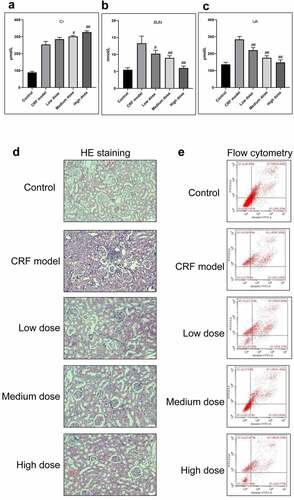 Figure 3. Effective treatment of Quercetin to CRF. The rats by intragastric administration of Quercetin were divided into a normal control group, a model group, a low dose Quercetin group, a medium dose Quercetin group, and a high dose Quercetin group (n = 5). The CRF rats were intragastrically administered Quercetin daily at doses of 0.75, 1.5, and 3 g/(kg·d) according to the body weight for 8 weeks. A, Content of Cr. B, Content of BUN. C, Content of UA. D, HE staining. E, Detection of cell apoptosis by flow cytometry. #, p < 0.05. ##, p < 0.01