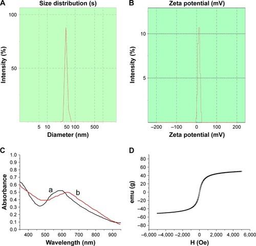 Figure 2 Characterization of Fe3O4@Au-C225 MNPs.Notes: (A) Hydrodynamic diameter distribution of Fe3O4@Au-C225 MNPs; (B) Zeta potential of Fe3O4@Au-C225 MNPs; (C) UV–vis absorption spectra of Fe3O4@Au-C225 MNPs (curve b) and Fe3O4@Au MNPs (curve a). (D) The hysteresis loops of Fe3O4@Au-C225 MNPs.Abbreviations: C225, cetuximab; MNPs, magnetic nanoparticles.