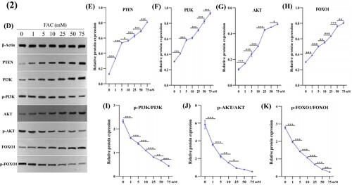 Figure 2. Effects of iron on PTEN, PI3K, p-PI3K, AKT, p-AKT, FOXO1, and p-FOXO1 expression in HUM-iCell-s018 chondrocyte cells. Cells were treated with an increasing gradient concentration of ferric ammonium citrate (0, 1, 5, 10, 25, 50, and 75 mM) for 24 h, then protein expression of PTEN, PI3K, p-PI3K, AKT, p-AKT, FOXO1, and p-FOXO1 in chondrocytes was determined using western blotting (D). Data are expressed with mean ± SD; (E-K) *p < 0.05, **p < 0.01 and ***p < 0.001. All experiments were repeated three times independently.