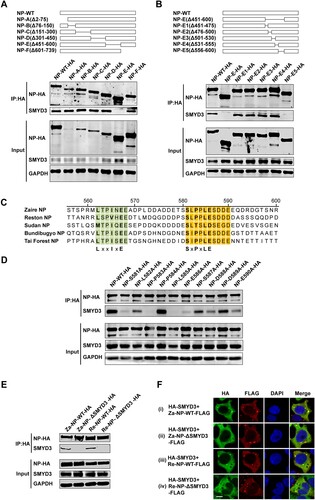 Figure 4. Mapping binding sites of NP interacting with SMYD3. (A) NP mutant with AA residues 450-600 truncated could not co-purify SMYD3. Schematic of full-length NP and 5 primary truncated mutants (top panel). Wild-type NP and mutants were separately transfected to HEK293T cells. Cells were collected 48 h p.t., followed by anti-HA co-IP assay and western blotting (bottom panel). Representative results of at least 3 independent experiments are shown. (B) Amino acid residues 556-600 of NP were essential for the interaction between NP and SMYD3. Illustration of full-length NP and deletion mutants (top panel). HEK293T cells were transfected with wild-type NP or mutants as indicated. Cells were collected 48 h p.t., followed by anti-HA co-IP assay and western blotting (bottom panel). Representative results of at least 3 independent experiments are shown. (C) Alignment of NP amino acid sequences within residues 556-600 among five EBOV species. The LxxIxE and SxPxLE motif are indicated below. (D) NP bound to SMYD3 through an SxPxLE motif. HEK293T cells were transfected with wild-type NP or single point mutants as indicated. Cells were collected 48 h p.t., followed by anti-HA co-IP assay and western blotting. Representative results of 3 independent experiments are shown. (E) The interaction between SMYD3 and NP was conserved in different EBOV species. HEK293T cells were transfected with Za-NP-WT, Za-NP-ΔSMYD3, Re-NP-WT or Re-NP-ΔSMYD3 as indicated. Cells were collected 48 h p.t., followed by anti-HA co-IP assay and western blotting. Representative results of at least 3 independent experiments are shown. (F) NP-ΔSMYD3 could not recruit SMYD3 into its inclusions. C-terminal FLAG-tagged Za-NP-WT, Za-NP-ΔSMYD3, Re-NP-WT or Re-NP-ΔSMYD3 was transfected separately with HA-SMYD3 into HEK293T cells. Cells were fixed 48 h p.t., followed by IFA. Scale bar, 10 μm.