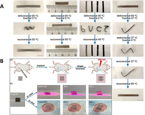 Figure 6 (A) PCL–PDA 1 was wound on a round rod at 60 °C and then submerged in an ice water bath for 5 min to obtain a spiral shape. At last, the sample was placed in a 60 °C water bath, and it recovered its permanent shape.Citation153 (B) Digital photos of NIR light-triggered shape memory behavior of PCL–PDA 1 polyurethane in vitro and in vivo.Citation153 Reproduced with permission from Dai S, Yue S, Ning Z, Jiang N, Gan Z. Polydopamine Nanoparticle-Reinforced Near-Infrared Light-Triggered Shape Memory Polycaprolactone-Polydopamine Polyurethane for Biomedical Implant Applications. ACS Appl Mater Interfaces. 2022;14(12):14668–14676.Citation153 Copyright © 2022 American Chemical Society.