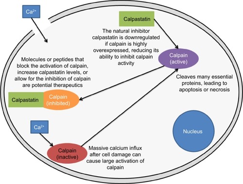 Figure 4 Example of the calpain-calpastatin molecular mechanisms in a damaged cell. Calcium influx causes mass activation of calpain, which cleaves protein substrates and regulators of its inhibitor, calpastatin. An efficient delivery of calpastatin or other calpain inhibitors may hinder the damage caused by the extensive activation of calpain after injury. Calpain may also serve as a protein target for nanomedical systems. Cell is not drawn to scale. For a review of explored calpain inhibitors, see Donkor.Citation62