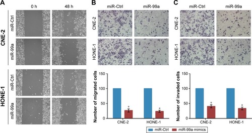 Figure 2 Overexpression of miR-99a inhibits nasopharyngeal carcinoma cell migration and invasion in vitro.