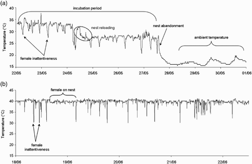 Figure 1. Two examples of temperature profiles for (a) Pochard nests in the wild and (b) Mallard eggs in captivity. A variety of information can be obtained from such profiles. Down peaks (i.e. rapid decrease followed by a later increase of nest or egg temperature) were interpreted as nest inattentiveness. Nest abandonment or depredation was detected when a day/night temperature (ambient) alternation occurred. A global temperature decrease indicates nest reloading with vegetation materials (see main text for more details).