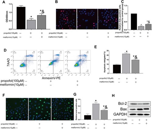 Figure 2 Metformin reversed propofol-induced apoptosis in HT-22 cells (A) CCK-8 assay results showed viability in propofol-induced HT-22 cells either treated with 10 μM metformin or not. (B and C) EdU assay results showed EdU-positive HT-22 cells with propofol induction, followed by 10 μM metformin treatment or not (B). Quantitative analysis of EdU-positive ratio (C). (D and E) Flow cytometry results showed distribution of apoptotic cells, necrotic cells and survival cells in propofol-induced HT-22 cells either treated with 10 μM metformin or not (D). Quantitative analysis of apoptosis rate (E). (F and G) TUNEL results showed TUNEL-positive cells in propofol-induced HT-22 cells either treated with 10 μM metformin or not (F). Quantitative analysis of TUNEL-positive rate (G). (H) Protein levels of Bcl-2 and Bax in propofol-induced HT-22 cells either treated with 10 μM metformin or not (*p<0.05 compared to control group; &p<0.05, compared to propofol (100μM) group).