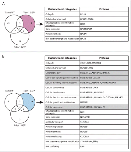 Figure 7. Functional classification of proteins with Tiam1 GEF*-specific changes in Rac1 binding. (A) Venn diagram comparing proteins with increased Rac1 binding in ≥ 2 SILAC SF-TAP experiments upon expression of indicated GEF constructs. Tiam1 GEF-dead mutant (GEF*)-specific proteins are outlined. (B) Venn diagram comparing proteins with decreased Rac1 binding in ≥ 2 SILAC SF-TAP experiments upon expression of indicated GEF constructs. Tiam1 GEF*-specific proteins are outlined. For A and B the associated tables show clustering of the Tiam1 GEF*-specific proteins with increased or decreased Rac1 binding, respectively, according to their cellular functions based on Ingenuity Integrated Pathway Analysis (IPA). Full protein names and SILAC ratios are outlined in Supplementary File 1. Proteins in highlighted categories were presented as part of a heat map in our recent publication. Citation18