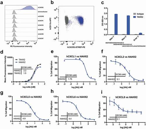 Figure 2. Anti-hCXCR2 mAb characterization