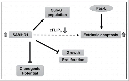Figure 6. Summary of the findings and proposed mechanisms. Our data indicate that increased SAMHD1 expression inhibits growth and proliferation in CTCL-derived CD4+ T-cells by inducing spontaneous and Fas-L stimulated apoptosis. SAMHD1 expression also diminishes colony forming potential in these cells. Furthermore, increased SAMHD1 expression also significantly reduces the mRNA and protein levels of cFLIPS, a key anti-apoptotic protein. Complete mechanisms by which SAMHD1 regulates cFLIPS expression, apoptosis and colony formation in HuT78 cells remain to be understood.