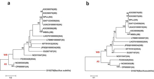 Fig. 5 Phylogenetic trees of secA gene sequences from the previously published 16 phytoplasma strains (Table 1) using the ML method; (a) shows the tree based on the short DNA sequence (about 530 bp), (b) shows the tree based on the long DNA sequence (about 1220 bp). The trees were rooted using Bacillus subtilis (D10279)