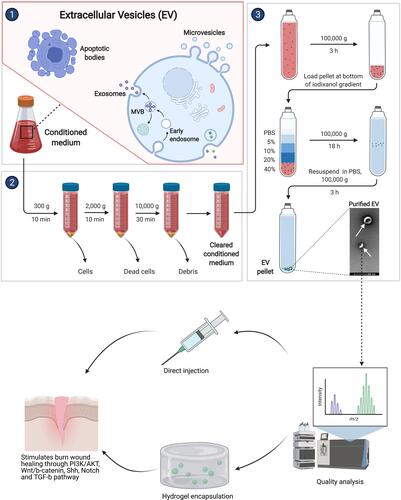 Figure 3 Exosome isolation from stem cells.