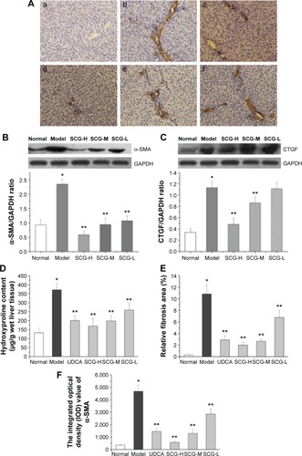 Figure 5 The effect of SCG on the expressions of α-SMA and CTGF.