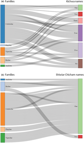 Figure 3. Relationships between snake species by family documented for Kichwa (a) and Shiwiar-Chicham (b) languages. Note that the diversity of names, up to six variants, is greater for the Kichwa language (a), compared to those registered for the Shiwiar language (b).