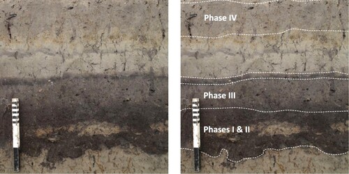 Figure 3. Part of the section in one of the trenches directly outside the settlement of Tjerkwerd-Arkum, showing the sequence of old ground surfaces (cultivation layers) of each habitation phase (source: Bakker Citation2019a, Figure 3.14). The original peat layers on top of the old clay subsoil were only intact beneath the oldest core of the settlement. Outside the oldest core, the peat was either eroded of ploughed in with clay from the old clay subsoil. Following habitation phase II, the area became silted up with marine clay, after which peat started to form. During habitation phase III, these natural layers were mostly reworked with the top of the older peaty soil of habitation phases I and II, into a dark grey layer of organic clay. Only in some parts of the trenches were intact remains of these natural layers visible (for instance in the fill of ditches that were in active use in habitation phase II). The layers of habitation phases III and IV are separated by a thin black layer of clayey oxidized peat followed by marine clay and thin swamp deposits. After habitation phase IV, the area became silted up again with marine clay deposits.