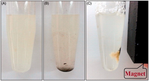 Figure 8. Magnetic capture of Staphylococcus aureus incubated at 37 °C for 1 h. (A) S. aureus without MNPs, (B) S. aureus with MNPs and (C) captured S. aureus using external magnetic field (0.5 T) in 1 min.