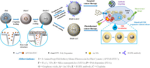 Scheme 1 Schematic illustration of core-shell FS3, double layer coating by PDA and Au coating (FS3P-A/C), Graphene oxide wrapping and EGFR antibody conjugating (FS3P-G-E/C); mechanism of stimuli pH/NIR responsive controlled release; and biomedical application through Au/Fe3O4/PDA photothermal therapy, the magnetically guided and EGFR antibody target.