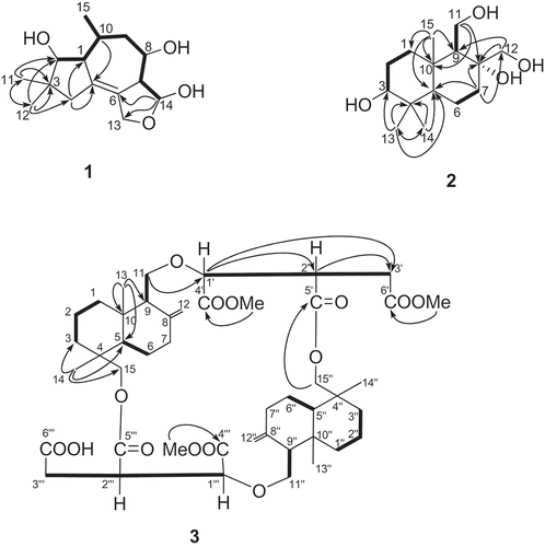 Figure 1. Structures of compounds 1, 2, and 3, the selected HMBC correlations (H → C) and 1H,1-COSY (bold line).