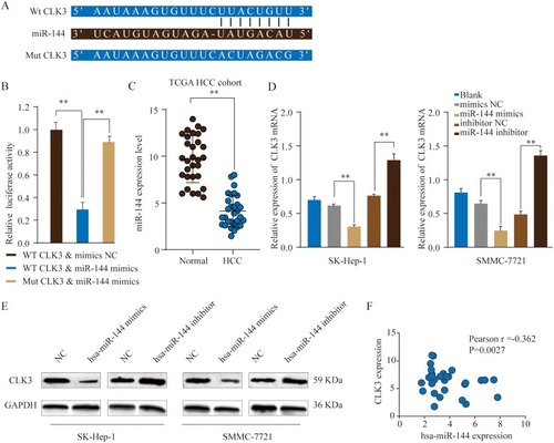 Figure 6 MiR-144 negatively regulates CLK3 expression by directly binding to 3ʹ-UTR of CLK3. (A) Putative binding sequences between has-miR-144 and WT 3ʹ-UTR of CLK3 mRNA or mutated 3ʹ-UTR of CLK3 mRNA. (B) WT 3ʹ-UTR or mutated 3ʹ-UTR of CLK3 was constructed into luciferase reporter vector and co-transfected with miR-144 mimics into HEK293 cells. Relative luciferase activity was determined 48 hrs after transfection. (C) The expression level of miR-144 in HCC and non-tumor normal tissues was analyzed in TCGA HCC cohort. (D, E) The expression levels of CLK3 mRNA (D) or protein (E) in SK-hep-1 or SMMC-7721 cells transfected with miR-144 mimic, miR-144 inhibitor or negative ctrl were analyzed by qRT-PCR or Western blot. (F) Pearson correlation analysis of the miR-144 expression and CLK3 expression in HCC tissues. **p < 0.01.