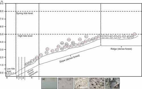 Figure 2. Profile showing different physiographic zones, mudflat classes (b–e), creek water, tide levels and phyto-association in the Sundarbans Reserve Forest area. The figure also shows field photographs (dated 10.12.09 and 11.12.09) of creek water (a), mud lower (b), mud intermediate (c), mud upper without roots (d) and mud upper with roots (e).