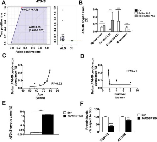 Figure 1. The abundance of TARDBP regulated cryptic exons in ATG4B mRNA is an ALS tissue biomarker and TARDBP knockdown leads to down regulation of ATG4B. (a) Values of ATG4B mRNA analyses (± standard error) indicate that ATG4B cryptic exon levels are higher in samples from ALS when compared with controls. (b) RT-qPCR of ATG4B cryptic exons show different expression levels in spinal cord, frontal cortex, occipital cortex, and brain stem; ATG4B aberrant mRNA levels depend on ALS type (bulbar vs non-bulbar cases). (c) ATG4B cryptic exon levels in brainstem of ALS patients have a positive correlation with age and (d) a negative correlation with disease duration. Further, TARDBP knockdown (KD) in human neural tissue cells differentiated from iPSC induced significant increase of the amount of ATG4B cryptic exon levels, as quantified by RT-qPCR (e), with a downregulation of ATG4B protein (f) evaluated by western blot and quantified by densitometry. Bars indicate mean values with standard error. For (g) *** p < 0.001 for disease type in a 2-way ANOVA accounting for disease type and region. In (e) and (f)**** p < 0.0001 and ** p < 0.001 after Student’s t test (e) or post hoc Bonferroni analyses (f). AUC, area under the curve.