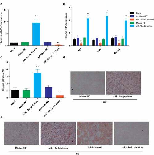 Figure 2. Overexpression of miR-15a-5p promotes osteogenic differentiation
