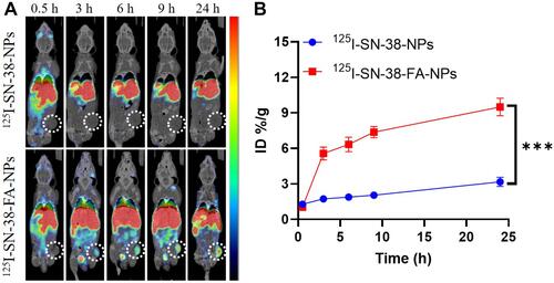 Figure 4 (A) microSPECT/CT images of 125I-SN-38-NPs and 125I-SN-38-FA-NPs in MKN7 tumor-bearing mice following intravenous injection. (B) SPECT images of tumor uptake over time. ***p < 0.001 were considered highly significant.