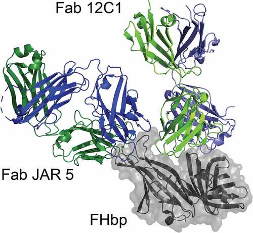 Figure 4. Molecular model of two antibody Fab fragments bound to FHbp. The figure was generated by superimposing the FHbp molecules from two experimentally determined structures of FHbp-Fab complexes (Fab 12C1; PDB ID 2YPV and Fab JAR 5; 5T5F).Citation73,Citation75 FHbp is shown in gray with surface rendering and the heavy and light chains of each Fab are shown in blue and green, respectively. JAR 5 binds to a region of the amino-terminal domain of FHbp (top left) and 12C1 binds to a surface that overlaps the FH binding site (top). The Fabs bind to non-overlapping epitopes and the respective MAbs elicit cooperative bactericidal activity.Citation75 Figure was constructed with PyMol (The PyMOL Molecular Graphics System, Version 2.3 Schrödinger, LLC)