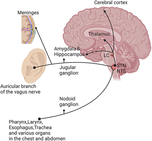 Figure 1 Schematic diagram of vagus nerve afferent fibers. Thalamus; Amygdala; Hippocampus; Cerebral cortex; locus coeruleus (LC); Nodoid ganglion; Jugular ganglion; Pharynx, Larynx, Esophagus, Trachea and various organs in the chest and abdomen; Meninges; Auricular branch of the vagus nerve; nucleus of the solitary tract (NTS); spinal trigeminal nucleus (STN). Created with BioRender.com.