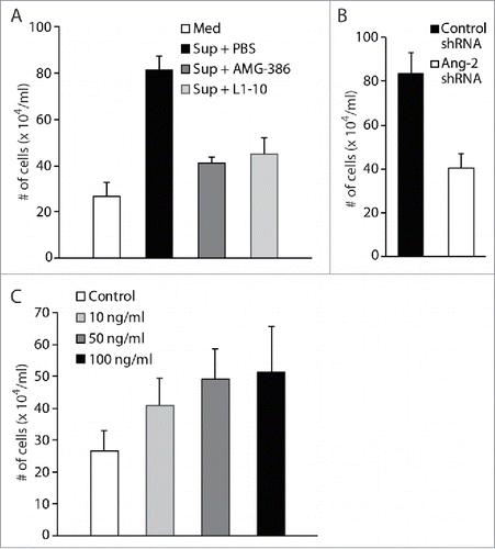 Figure 9. Ang-2 promotes migration of monocytes. A and B, transwell-based cell migration assays using human monocytes U937. Equal numbers (2 × 105) of monocytes were loaded into the upper chamber, and 600 μl of RPMI 1640 medium (Med), supernatant (Sup) from TIVE-KSHV cells in the presence of placebo (PBS), AMG-386 (1 µg/ml), or L1-10 (1 µg/ml), and supernatant from TIVE-KSHV cells expressing control or Ang-2 specific shRNA, were loaded to the lower wells of 24-well plate. Upon incubation at 37°C for 8 hours, the average number of cells in the lower wells from 4 repeats was calculated and used for the comparison. C, cell migration assay using U937 cells and RPMI 1640 medium in the presence of various concentrations (0 to 100 ng/ml) of recombinant Ang-2 (rAng-2).