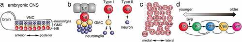 Figure 1. Temporal patterning in the embryonic CNS (a) NBs in the VNC and brain in the embryonic CNS produces GMCs and neurons and/or glial cells. (b) During embryonic CNS development, a NB, differentiated from a NE cell, is delaminated from the embryonic epithelia. A Type I NB produces multiple GMCs through asymmetric cell divisions. A GMC divides to produce two cells that give rise to either neuron or glial cell. A Type 0 NB directly produces nerons. (c) Spatial distribution of NBs in an embryonic hemisegment. A broken line indicates the midline. MNB, midline neuroblast. (d) A series of temporal transcription factors, Hb, Kr, Pdm, Cas and Grh, are sequentially expressed in a NB due to the feed-forward and feed-back gene regulatory network. Additionally, Svp regulates the transition from Hb to Kr expression.