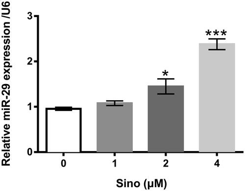 Figure 4. Impacts of Sino on the expression of miR-29 in MDA-MB-231 cells. The different dosages of Sino (0, 1, 2, and 4 μM) were utilized to manage MDA-MB-231 cells. qRT-PCR experiment was implemented for the examination of miR-29 expression in MDA-MB-231 cells after Sino stimulation. *p < .05; ***p < .001.