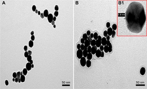 Figure 5 TEM images of AuNPs and GlcN-AuNPs.Notes: Transmission electron micrographs of (A) AuNPs and (B) glucosamine-functionalized AuNPs showing their particle size distribution and shape. The inset image (B1) indicates the width of a single glucosamine-functionalized nanoparticle.Abbreviations: AuNPs, gold nanoparticles; GlcN-AuNPs, glucosamine-functionalized gold nanoparticles.