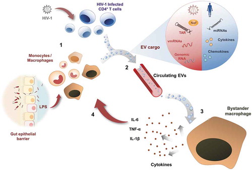 Figure 1. Model of chronic inflammation enhanced by extracellular vesicles.HIV replication or expression of viral components in latently infected cells, in conjunction with bacterial PAMPs released into circulation as a consequence of microbial translocation in the gut, constitute a persistent activating stimuli for immune cells such as T lymphocytes, monocytes and macrophages [Citation1]. These activated cells release into circulation EVs containing pro-inflammatory molecules from the host or HIV-derived PAMPs (as detailed in the enlarged vesicle) [Citation2]. Macrophages exposed to circulating EVs become activated and release inflammatory cytokines [Citation3], which in turn contribute to a positive loop of systemic chronic inflammation [Citation4].