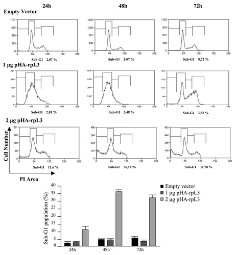Figure 7. Effects of rpL3-mediated upregulation of p21 gene expression on the cell viability. Calu-6 cells transfected with 2 μg of pcDNAHAV3 (empty vector) or 1 μg and 2 μg of pHA-rpL3 were analyzed for DNA content by propidium iodide staining 24 h, 48 h and 72 h after transfection. On the bottom, a quantification of percentage of cells in sub-G1 phase is shown.
