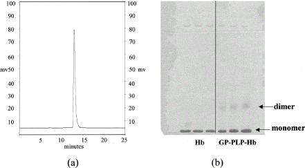 Figure 1. (a) A typical elution pattern from the TSK G3000SWXL column for the purified stroma-free hemoglobin solution; (b) Electrophoresis in SDS-page of the purified stroma-free hemoglobin solution.