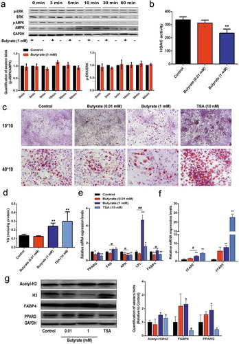 Figure 4. Signalling elucidation of the role of 1 mM SB in fat accumulation