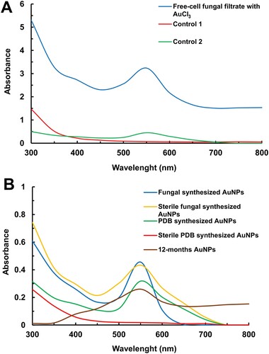 Figure 4. UV-Vis spectroscopy of AuNPs extracellularly synthesized by the Au1-8 Epicoccum nigrum strain. (A) Absorption spectra of AuNPs formed in the free-cell PDB-filtrate of Epicoccum nigrum Au1-8 (blue line). The absorbance of free-cell fungal filtrate without the addition of AuCl3 (red line) and PDB media culture with the addition of 1 mM of AuCl3 (green line) were analyzed as controls. (B) Absorption spectra of water-washed AuNPs suspensions obtained from the fungal synthesis (blue line) and PDB synthesis (green line). The UV-Vis spectra of a 12-months AuNPs suspension (brown line), a wet-sterilized AuNPs suspension (yellow line) and a PDB-synthesized AuNPs suspension (red line) were also obtained.