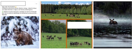 Figure 2. Text that accompanied the photo to the left: “Dare to choose game on your plate. The advantages of eating Swedish game meat are many: both for your health and for the environment. Here are some of reasons: Game meat is nutritious, and it is low in fat. It is also environmentally sustainable.” Many images depicted forests, lakes, and fields to locate traders aesthetically and geographically in Sweden using a forest-related pictorial convention including the Nordic animal flora.