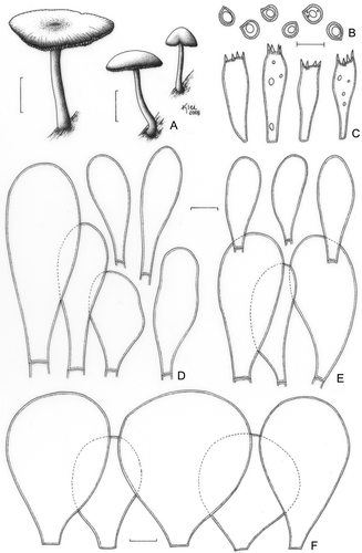 Figure 12. Pluteus sublaevigatus (F. Karstedt et al. FK1085). A. Basidioma. B. Basidiospores. C. Basidia. D. Pleurocystidia. E. Cheilocystidia. F. Pileipellis cells. Bars (A) = 1 cm; (B–F) = 10 μm.