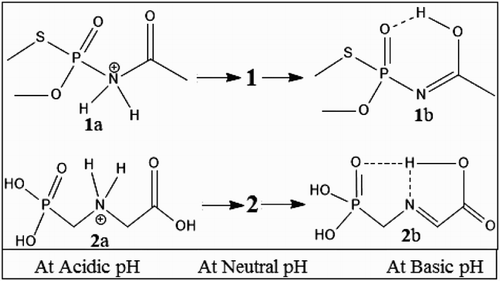 Figure 1. Most probable mechanism of H-bonding of studied pesticides at different pH: acephate (molecule 1) and glyphosate (molecule 2).