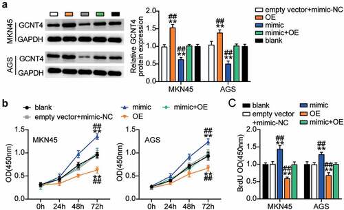 Figure 6. MiR-130a-3p targeting GCNT4 promoted gastric cancer cells growth. (A) Measurement of GCNT4 protein expression in MKN45 and AGS cells transfected with mimic-NC, empty vector, mimic, OE, and OE+ mimic by western blot. (B) Cell viability was detected in MKN45 and AGS cells transfected with mimic-NC, empty vector, mimic, OE, and OE+ mimic by CCK-8 assay. (C) Cell proliferation was detected in MKN45 and AGS cells transfected with mimic-NC, empty vector, mimic, OE, and OE+ mimic by BrdU assay. *, P < 0.05; **, P < 0.001 compared with blank; #, P < 0.05; ##, P < 0.001 compared with OE+ mimic. NC, negative control; OE, overexpression-GCNT4; mimic, miR-130a-3p mimic; OE+ mimic, overexpression-GCNT4 + miR-130a-3p mimic