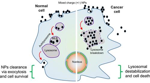 Figure 5 The role of mixed charged NPs within normal and cancer cells. Normal cells clear these NPs through proper exocytosis and are least damaged. In cancer cells these NPs form superacrystals and lead to lysosome breakdown resulting in cell death.