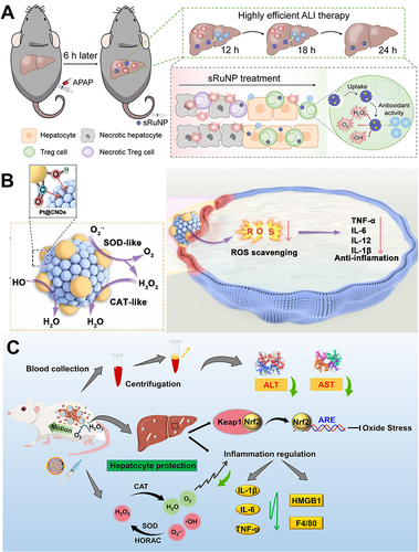 Figure 7 Noble metal nanozymes for ALI alleviation. (A) Schematic illustration of tuning the size of RuNPs to boost their antioxidant activity and the application for sRuNP for highly efficient ALI therapy. Reprinted from Xia F, Hu X, Zhang B, et al. Ultrasmall ruthenium nanoparticles with boosted antioxidant activity upregulate regulatory T cells for highly efficient liver injury therapy. Small. 2022;18:2201558. © 2022 Wiley-VCH GmbH.Citation102 (B) Schematic illustration of synthesis of Pt@CNDs with cascade superoxide dismutase-catalase activities and applications in eliminating intracellular ROS. Reprinted from Nano Today, 49, Zhang Y, Gao W, Ma Y, et al. Integrating Pt nanoparticles with carbon nanodots to achieve robust cascade superoxide dismutase-catalase nanozyme for antioxidant therapy. 101768, Copyright 2023, with permission from Elsevier.Citation103 (C) Schematic representation of SAuPTB nanozymes relieves APAP-induced ALI by attenuating ROS and regulating inflammation. Reprinted from Zhou C, Zhang L, Xu Z, et al. Self-Propelled Ultrasmall AuNPs-tannic acid hybrid nanozyme with ROS-scavenging and anti-inflammatory activity for drug-induced liver injury alleviation. Small. 2023;19:2206408. Copyright © 2023 Wiley-VCH GmbH.Citation106