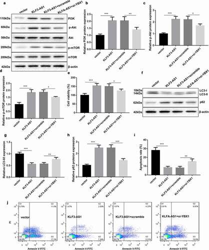 Figure 6. KLF3-AS1/YBX1 represses autophagy and apoptosis of chondrocytes through PI3K/Akt/mTOR signaling pathway. Chondrocytes were transfected with pcDNA3.1-KLF3-AS1 or pcDNA3.1-NC and si-YBX1 or Scramble, and then treated with IL-1β. (a) WB analysis of PI3K, Akt, p-AKT, mTOR and p-mTOR expressions in the chondrocytes. (b) The expression of PI3K in the chondrocytes. KLF3-AS1 vs. vector: P = 0.0003; KLF3-AS1 + scramble vs. KLF3-AS1 + si-YBX1: P = 0.0064. (c) The expression of p-AKT in the chondrocytes. KLF3-AS1 vs. vector: P < 0.0001; KLF3-AS1 + scramble vs. KLF3-AS1 + si-YBX1: P = 0.015. (d) The expression of p-mTOR in the chondrocytes. KLF3-AS1 vs. vector: P = 0.0001; KLF3-AS1 + scramble vs. KLF3-AS1 + si-YBX1: P = 0.0192. (e) Cell viability of chondrocytes was detected by performing CCK-8 assay. KLF3-AS1 vs. vector: P = 0.0006; KLF3-AS1 + scramble vs. KLF3-AS1 + si-YBX1: P = 0.0362. (f) WB analysis of LC3-I, LC3-II and p62 expressions in the chondrocytes. (g) The ratio of LC3-II/LC3-I in the chondrocytes. KLF3-AS1 vs. vector: P < 0.0001; KLF3-AS1 + scramble vs. KLF3-AS1 + si-YBX1: P = 0.007. (h) The expression of p62 in the chondrocytes. KLF3-AS1 vs. vector: P < 0.0001; KLF3-AS1 + scramble vs. KLF3-AS1 + si-YBX1: P = 0.0001. (i-j) Apoptosis of chondrocytes was detected by performing flow cytometry. KLF3-AS1 vs. vector: P < 0.0001; KLF3-AS1 + scramble vs. KLF3-AS1 + si-YBX1: P = 0.0058.