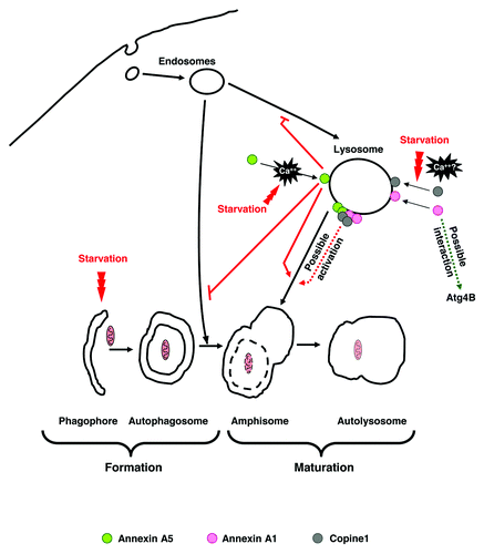 Figure 1. Possible mechanisms for the involvement of annexin A5, annexin A1 and copine 1 in autophagosome maturation: The sequence of the different steps in autophagy is shown below. Starvation induces annexin A5 translocation to lysosomal membranes in a Ca2+-dependent way. This protein inhibits (indicated by the blunted red lines) endocytosis and amphisome formation and induces (red arrow) autophagosome fusion with lysosomes. Likewise, two other Ca2+-dependent phospholipid binding proteins, annexin A1 and copine 1, are localized on lysosomal membranes under starvation. It is likely that annexin A5 and annexin A1 aggregate on lysosomal membranes in a Ca2+-dependent way in order to form domains for the subsequent binding of copine 1, and that interactions between these and perhaps other proteins promote the fusion of autophagosomes with lysosomes. An additional possibility, at least for annexin A1, is that its interaction with Atg4B regulates the activity of this protease in the lipidation/delipidation of LC3 and thus contributes to increase the ability of autophagosomal membranes to fuse with lysosomes.