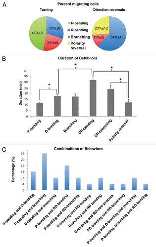 Figure 4 Quantification of turning and direction reversals. (A) Percentage of neuroblasts turning and reversing directions in different modes. P-bending was the most common pattern for turning and D-bending of the leading process was the most common for direction reversal. (B) Duration in minutes of the different patterns for turning and direction reversal (DR). Direction reversal (DR) usually required more time than turning. Compare the means between D-bending vs. DR-bending. *p < 0.05. (C) Combinations of different patterns were observed for multiple direction changes (RD: reversing direction). Values are given as percentage of each pattern combination with respect to the total proportion of neuroblasts which exhibited multiple direction changes by combining different patterns.