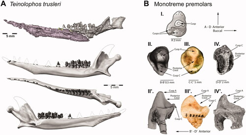 Figure 2. Teinolophos, and early monotreme premolars. A, Reconstructions from synchrotron X-ray tomography of Teinolophos trusleri (NVM P229408): left dentary in lateral view (above) and a composite reconstruction of the left mandible and dentition (below) modified from Rich et al. (2016). B, Right upper premolars of: (I) Kollikodon ritchiei (AMF140201); (II and II’) occlusal and labial views (NMV P229194) of Teinolophos trusleri, respectively; (III and III’) occlusal and labial views (AM F118621) of Stirtodon elizabethae, respectively; (IV and IV’) occlusal and labial views of the P2 (QM F57736) of Obdurodon dicksoni respectively. Images modified from Rich, Flannery & Vickers-Rich (Citation2020).