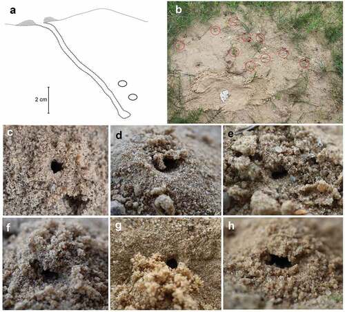 Figure 2. Nest of Alysson spinosus. (a) Lateral view of the nest and brood cells; (b) place with nests (nest entrances are marked by red circles); (c–h) top view of nest entrances.